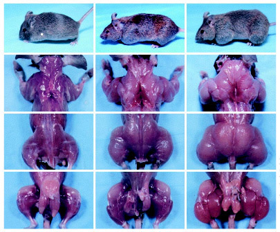 myostatin-mice.jpg