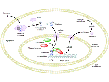 Steroid receptor proteins